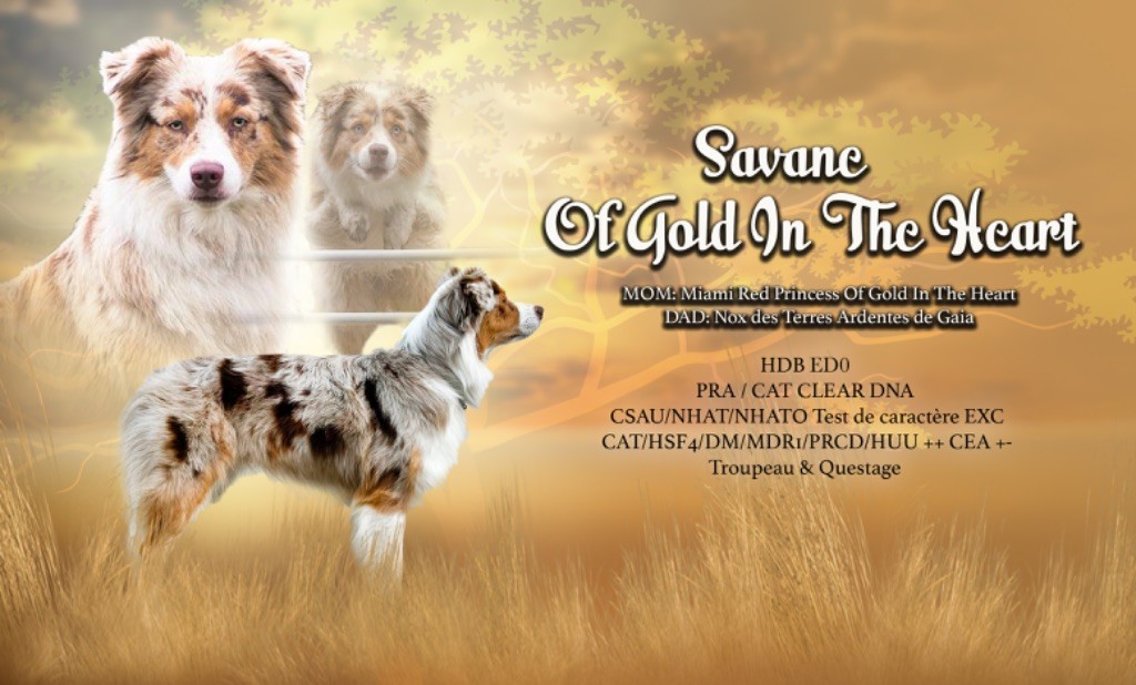 Savane Of Gold In The Heart