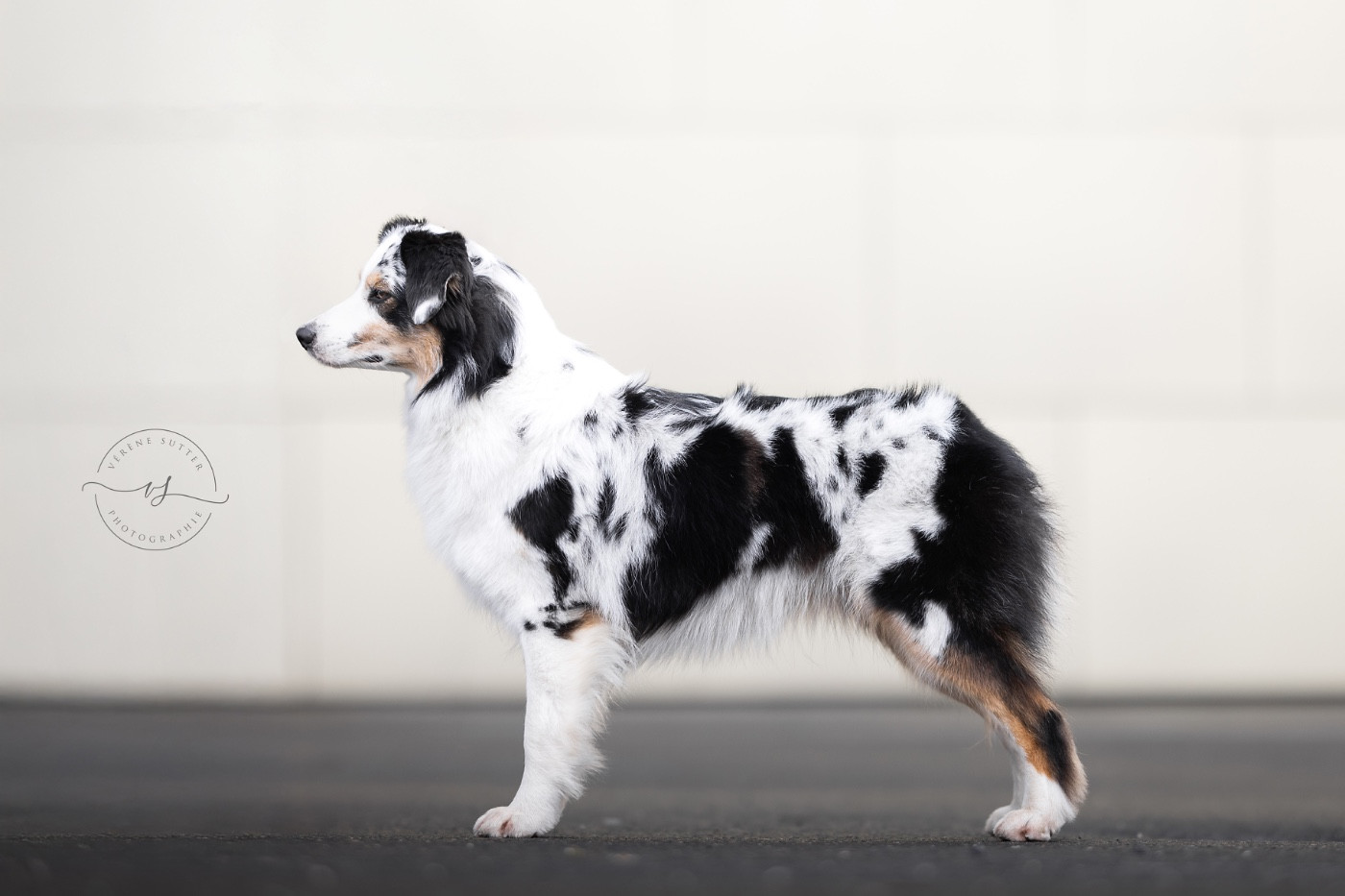 Voyage dans mon monde ottawa The Dark Enchantress