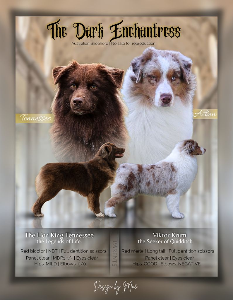 The Dark Enchantress - Berger Australien - Portée née le 05/09/2024
