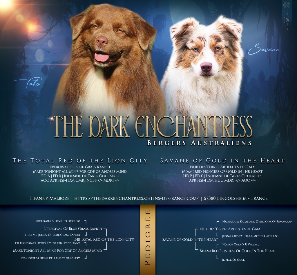 Chiot Berger Australien The Dark Enchantress
