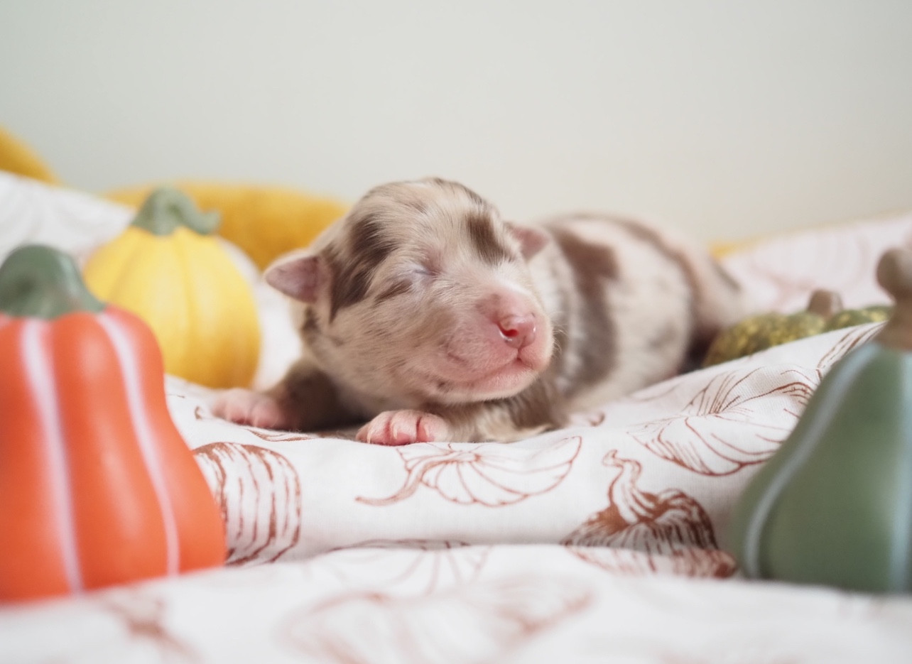 The Dark Enchantress - Chiots disponibles - Berger Australien