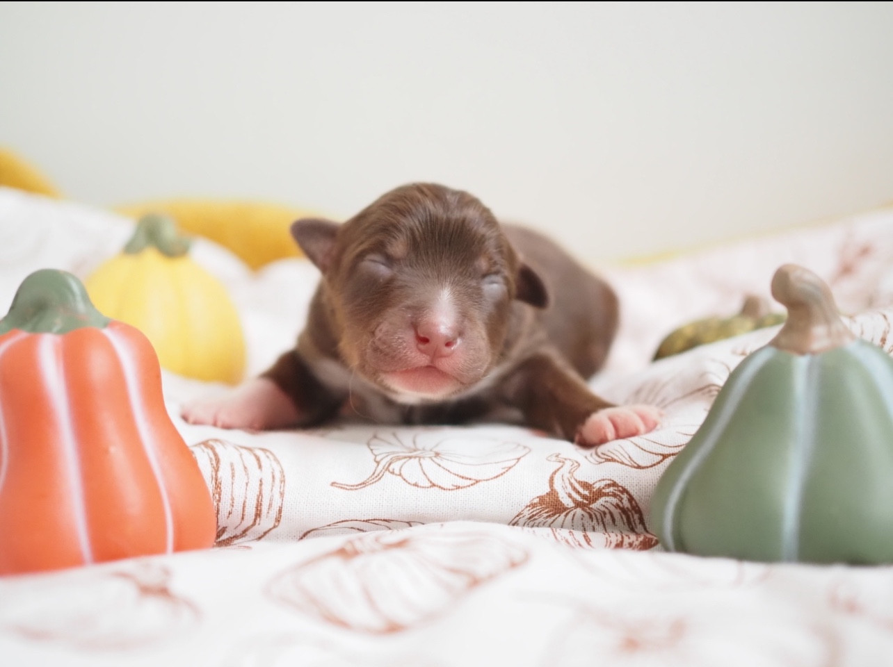 The Dark Enchantress - Chiots disponibles - Berger Australien