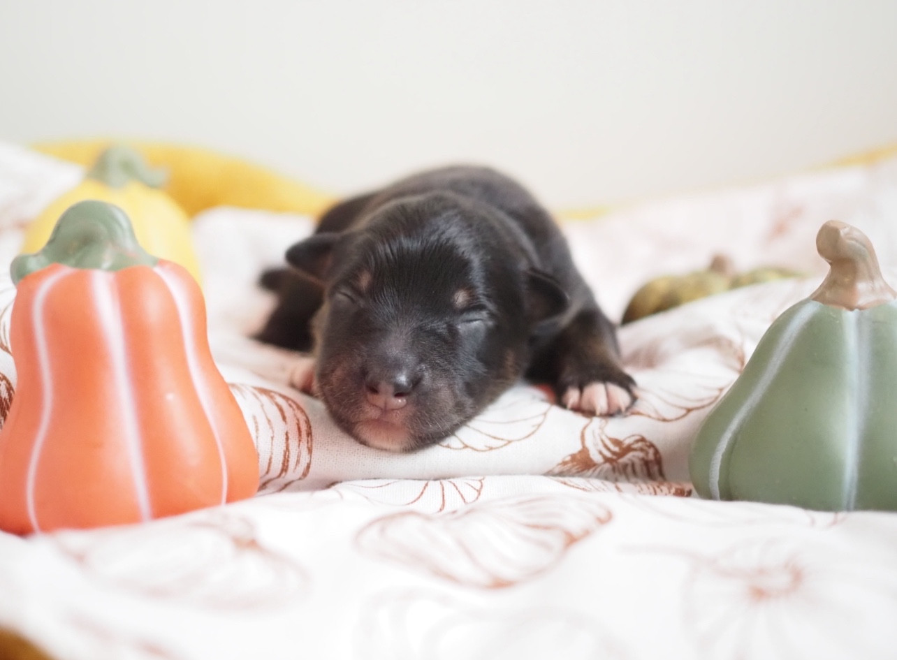 The Dark Enchantress - Chiots disponibles - Berger Australien