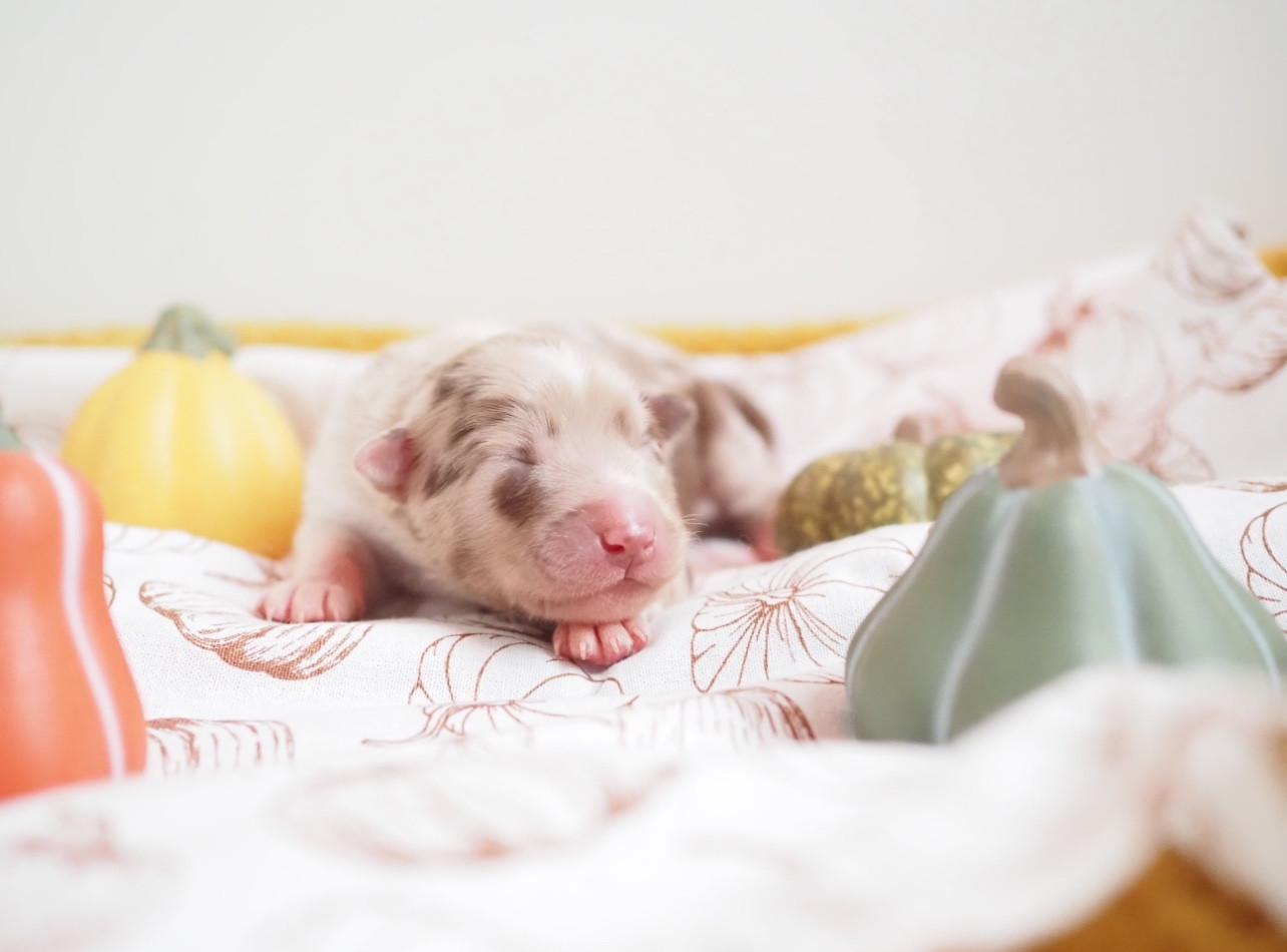 The Dark Enchantress - Chiots disponibles - Berger Australien