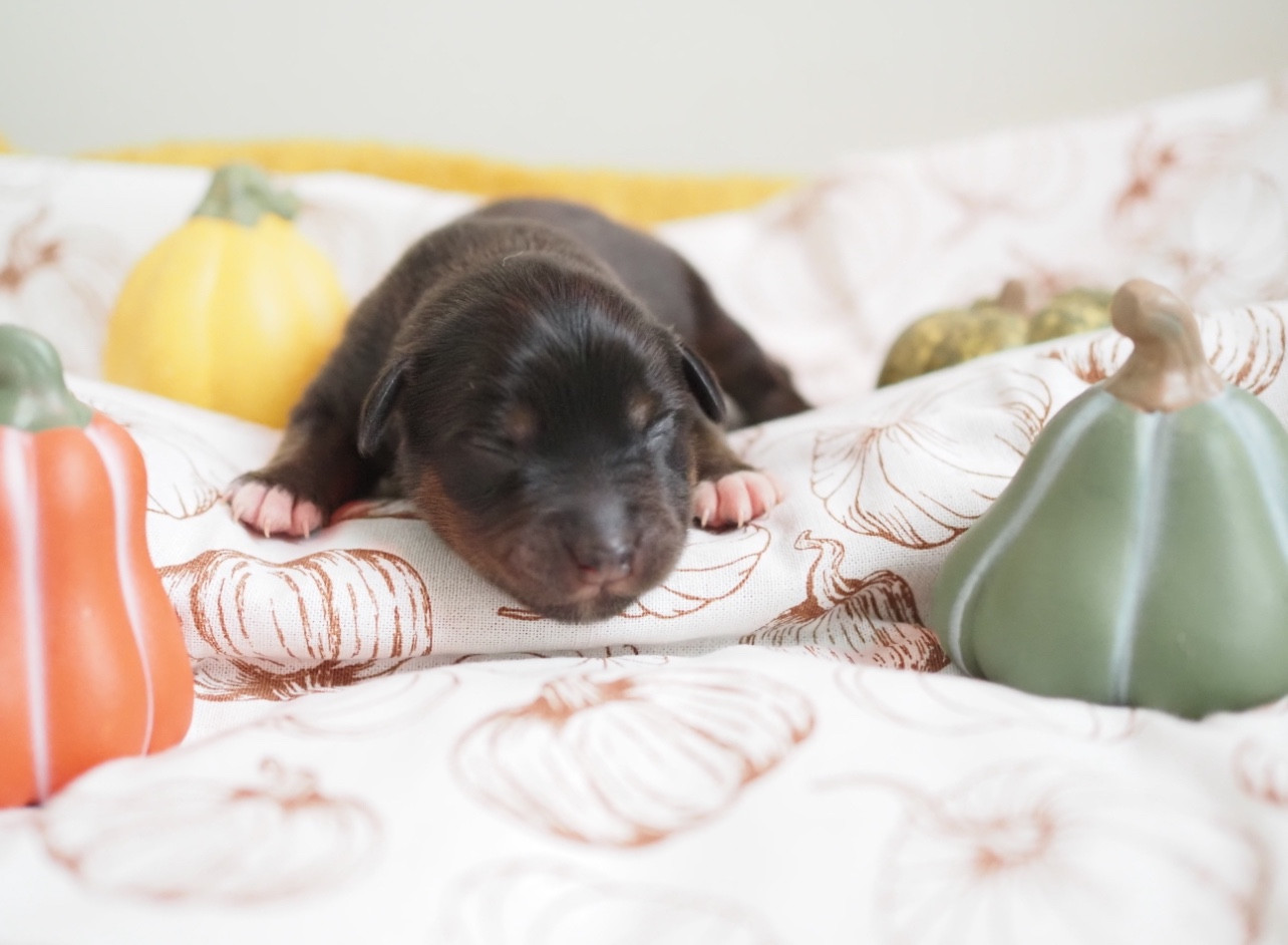 The Dark Enchantress - Chiots disponibles - Berger Australien