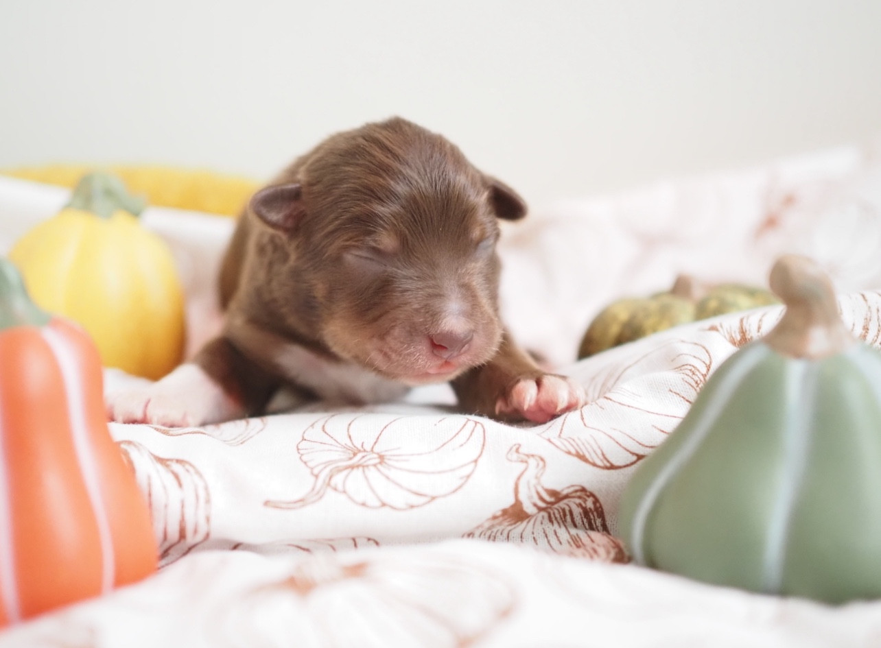 The Dark Enchantress - Chiots disponibles - Berger Australien