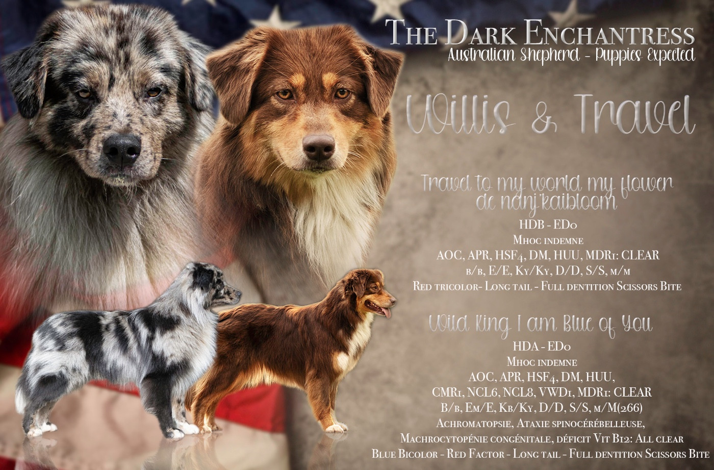 Chiot Berger Australien The Dark Enchantress