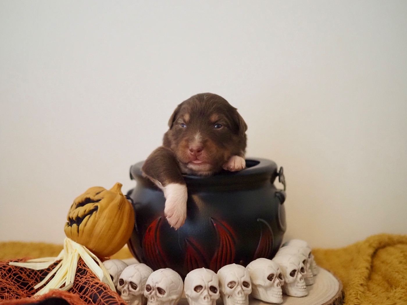 The Dark Enchantress - Chiots disponibles - Berger Australien