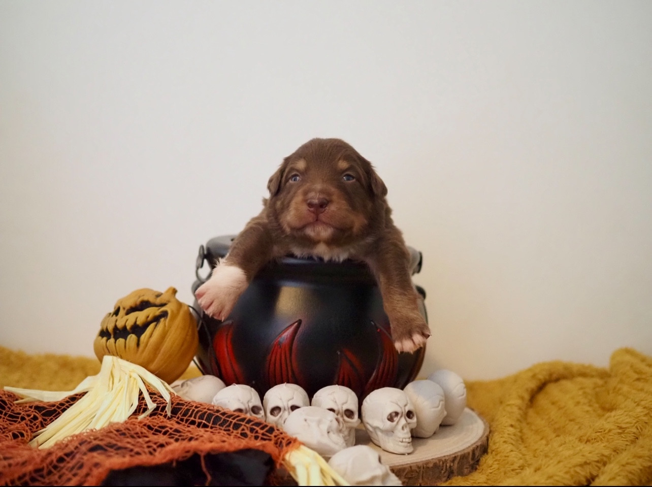 The Dark Enchantress - Chiots disponibles - Berger Australien