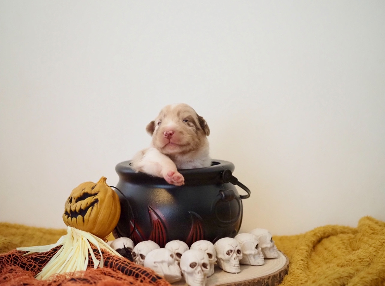 The Dark Enchantress - Chiots disponibles - Berger Australien