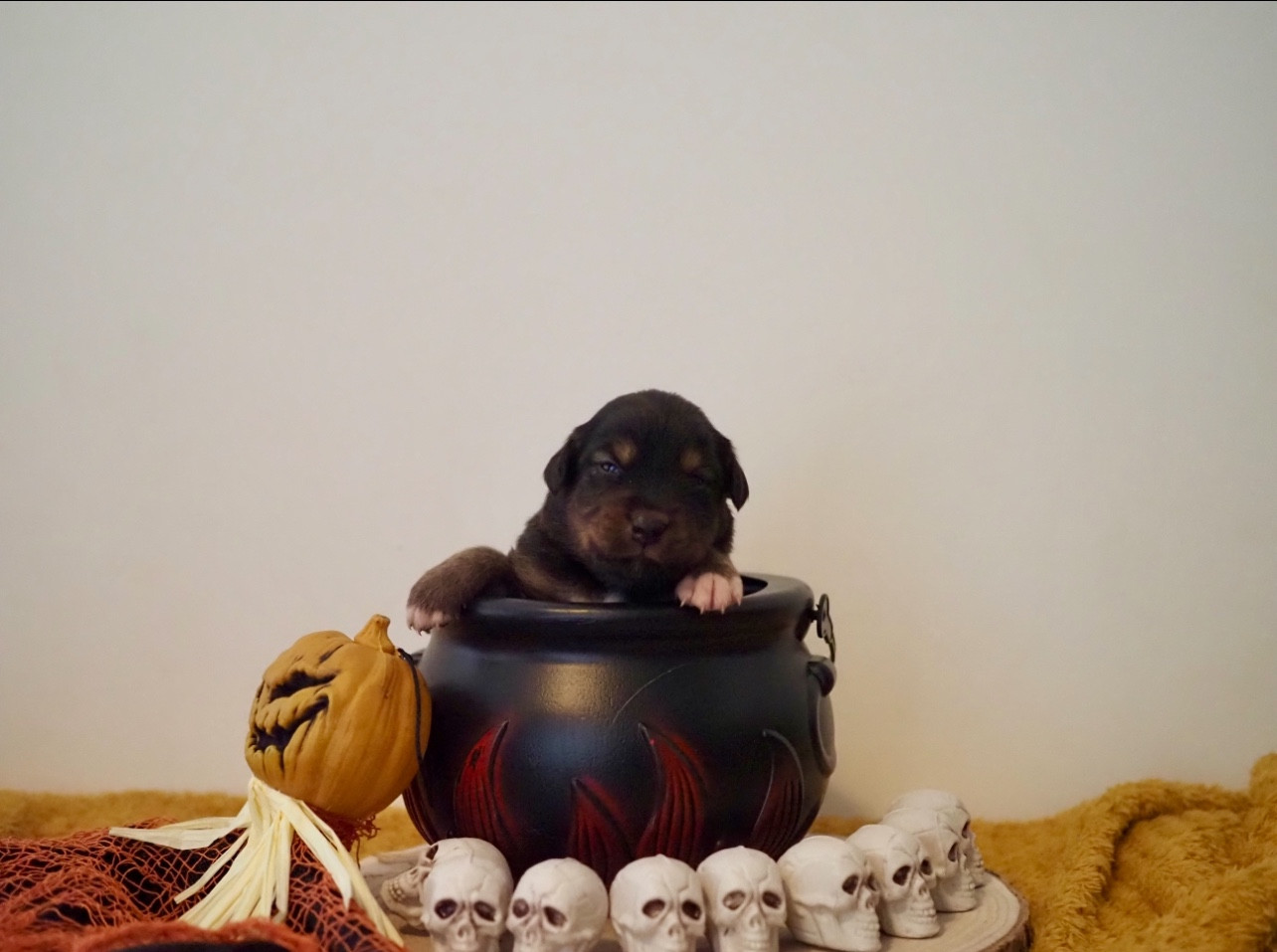 The Dark Enchantress - Chiots disponibles - Berger Australien