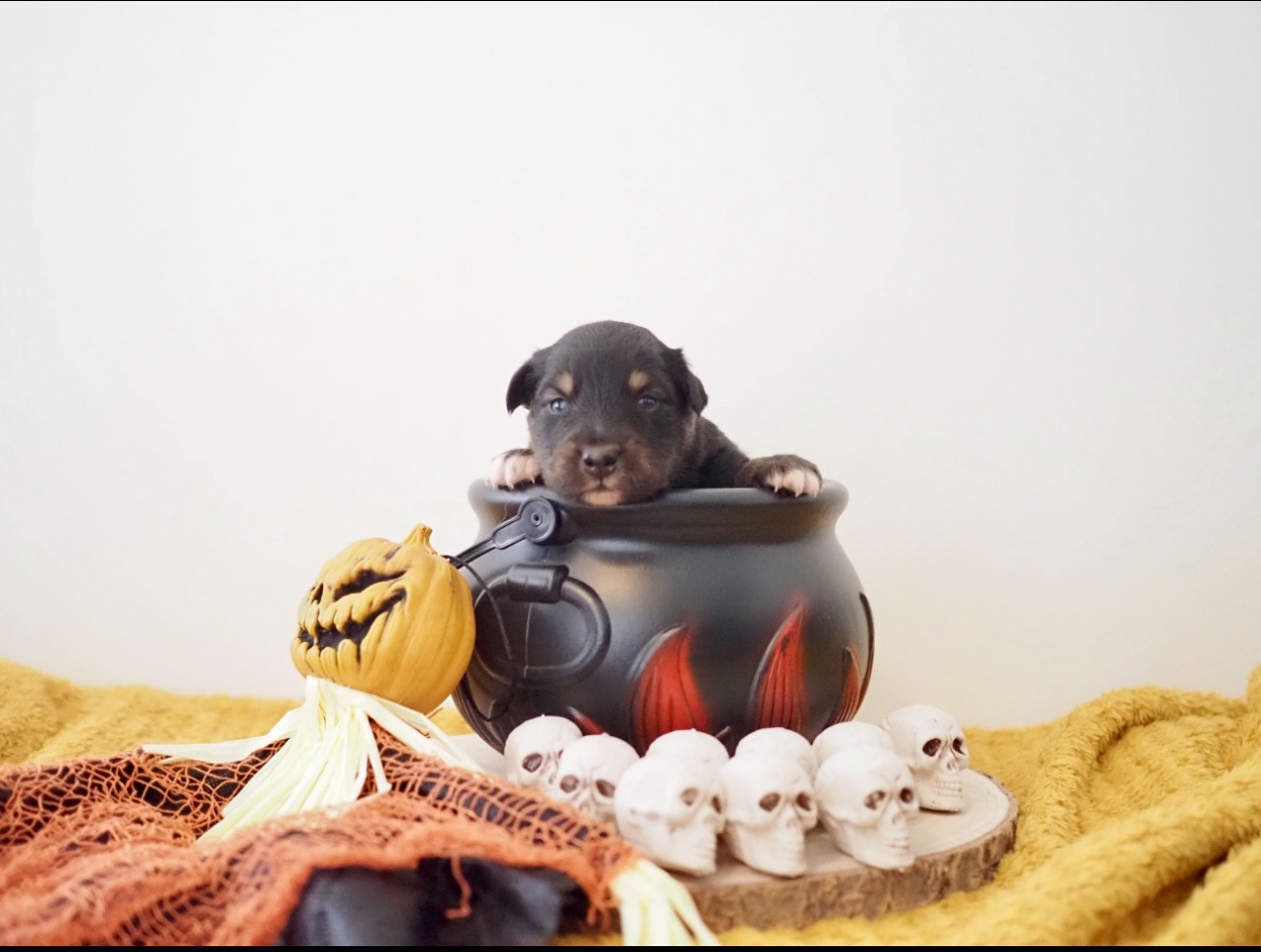 The Dark Enchantress - Chiots disponibles - Berger Australien