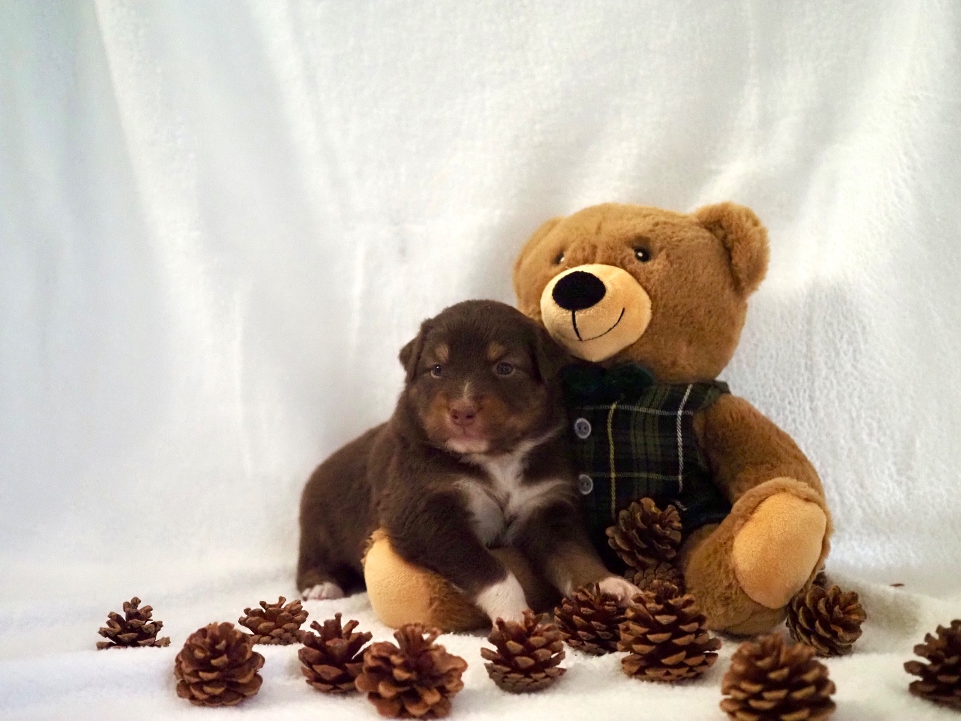 The Dark Enchantress - Chiots disponibles - Berger Australien