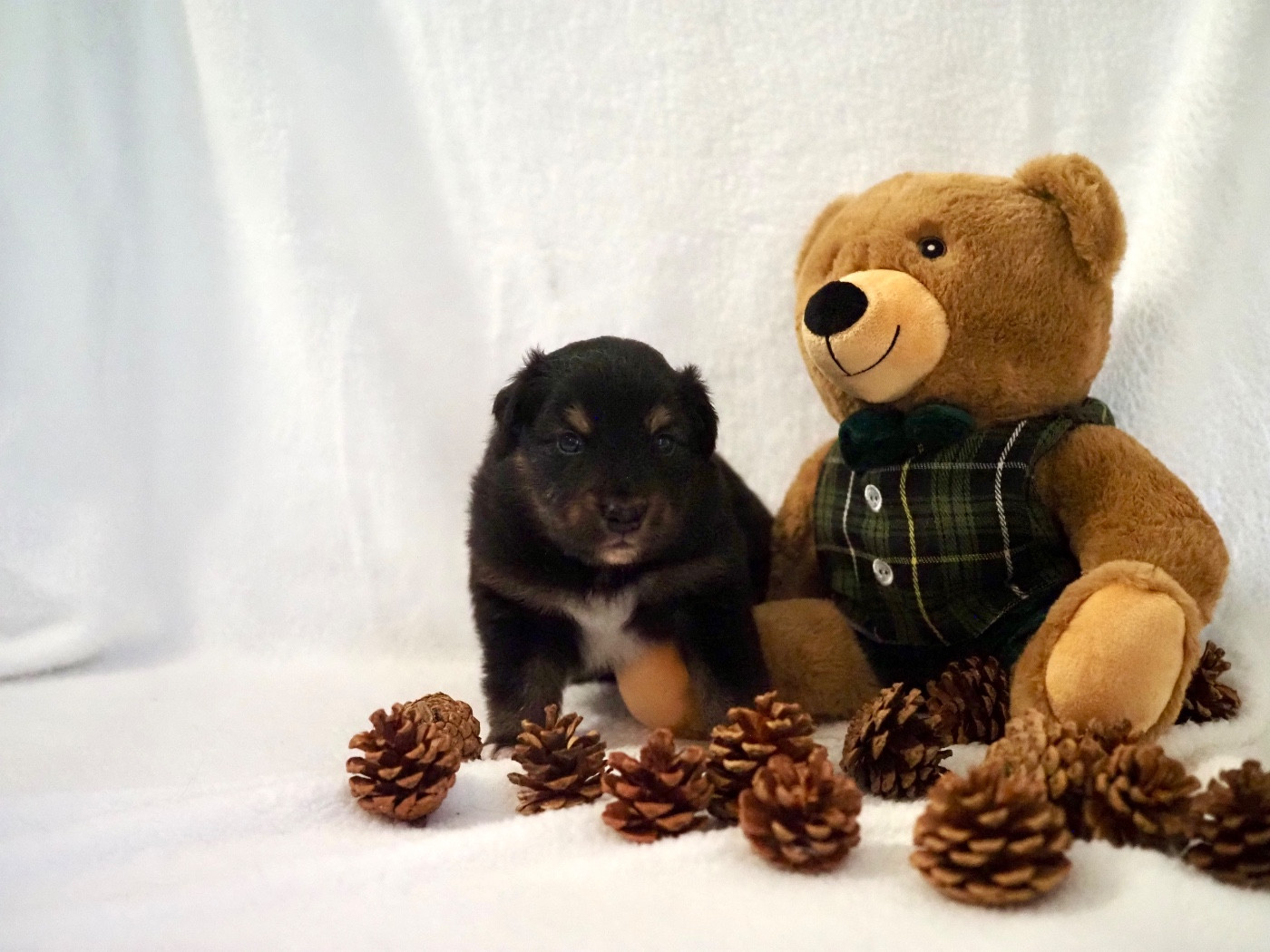 The Dark Enchantress - Chiots disponibles - Berger Australien