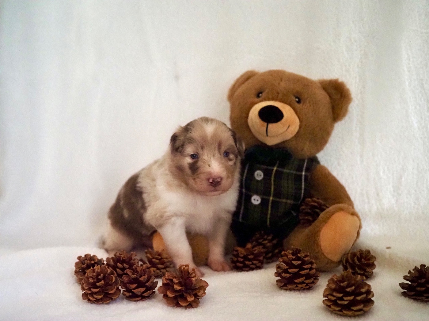 The Dark Enchantress - Chiots disponibles - Berger Australien