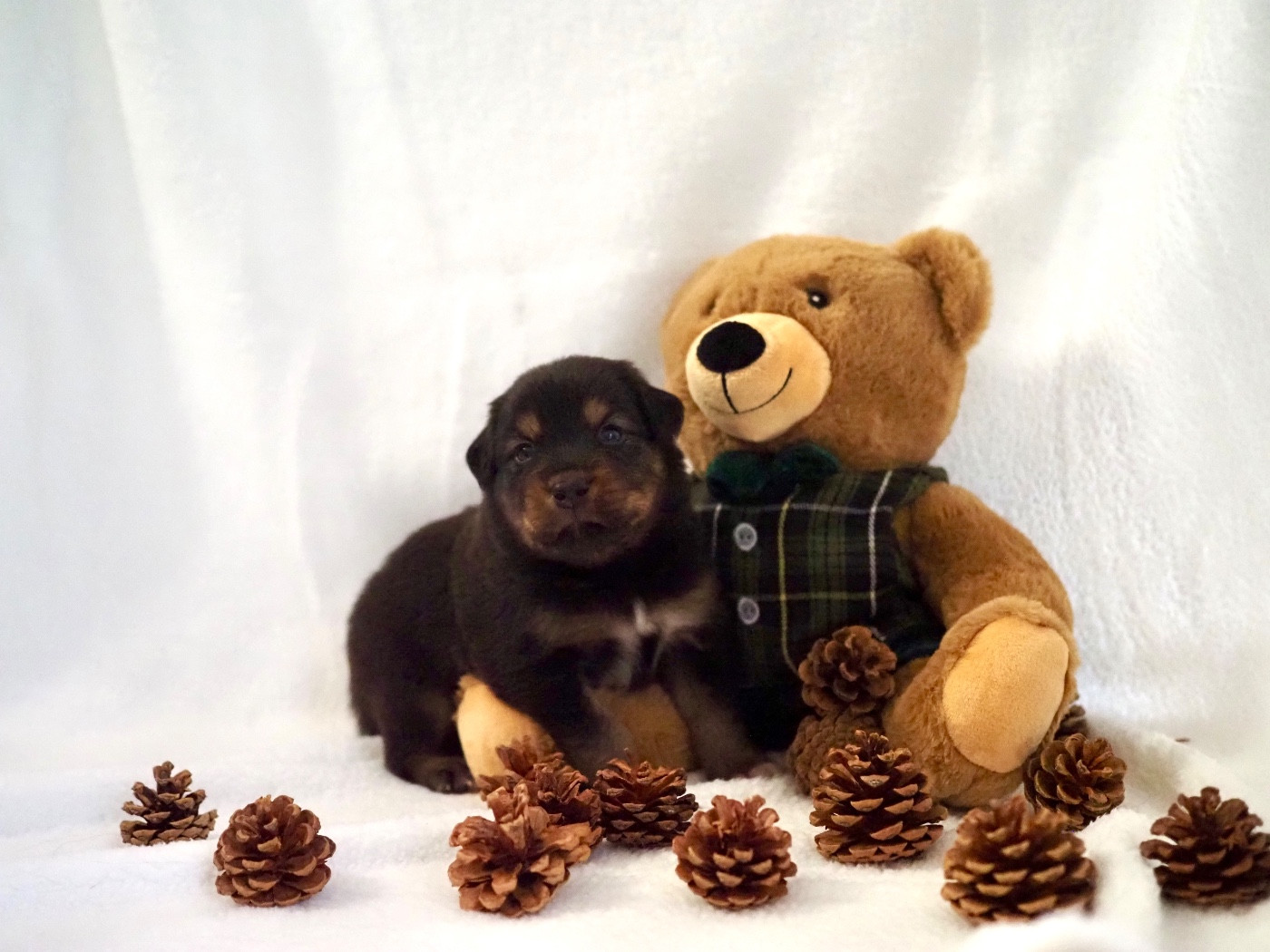 The Dark Enchantress - Chiots disponibles - Berger Australien