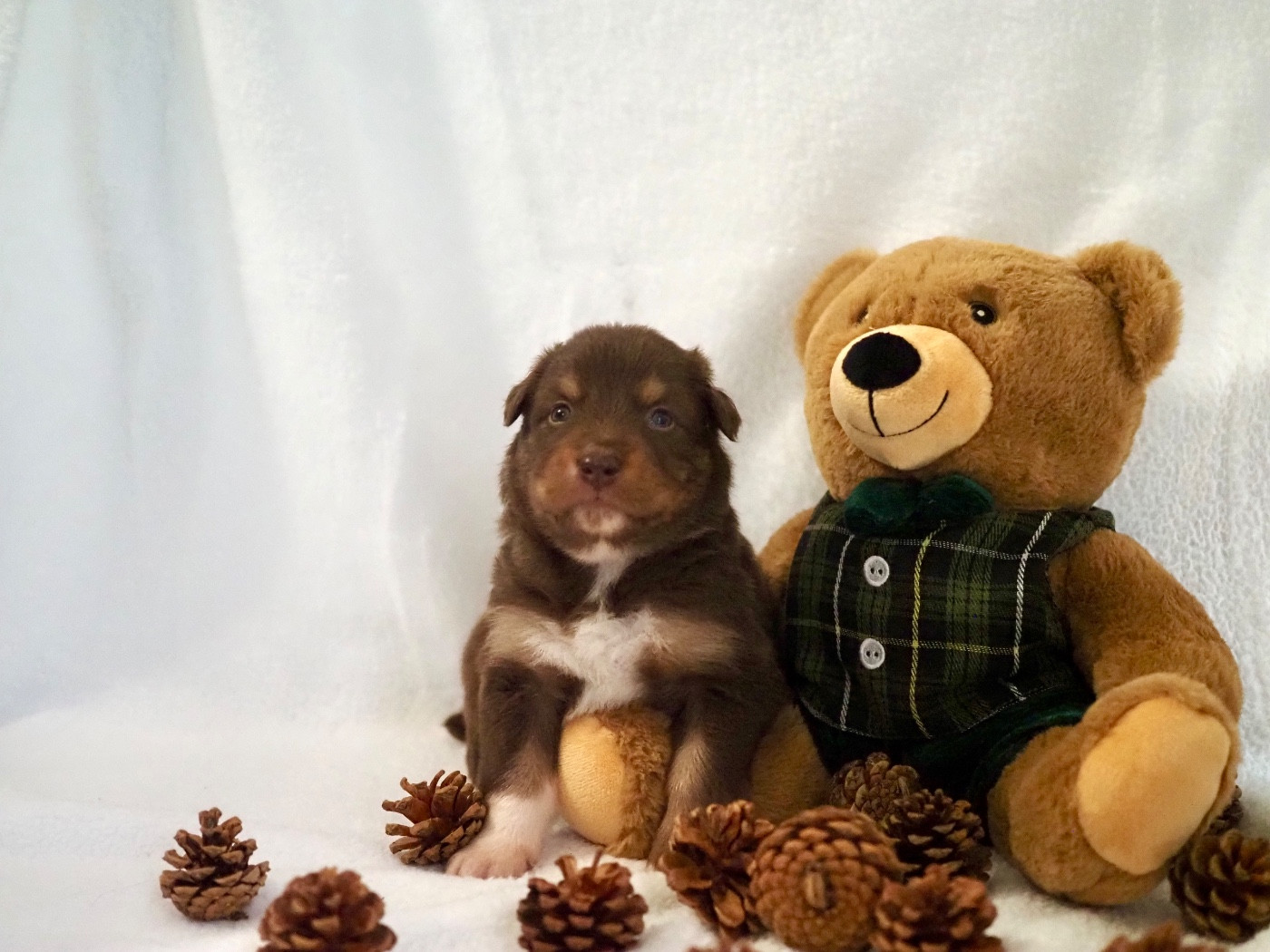 The Dark Enchantress - Chiots disponibles - Berger Australien