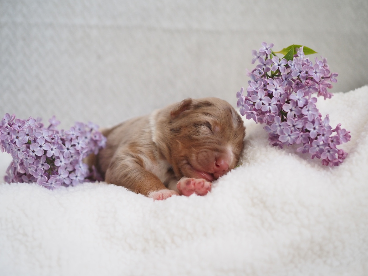 The Dark Enchantress - Chiots disponibles - Berger Australien