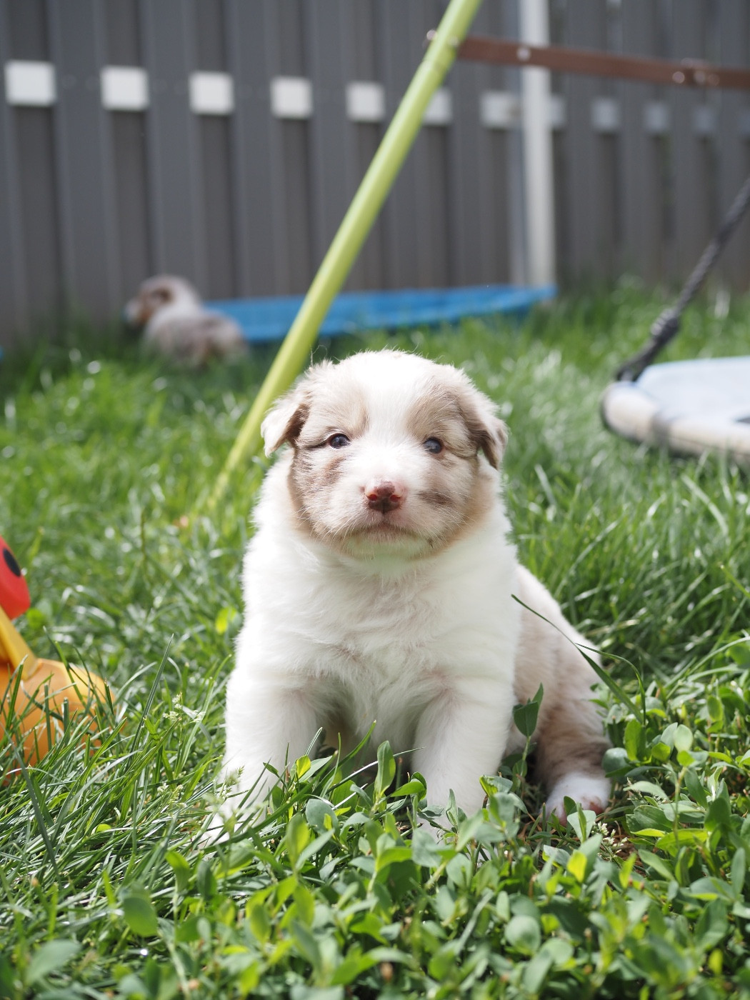 The Dark Enchantress - Chiots disponibles - Berger Australien