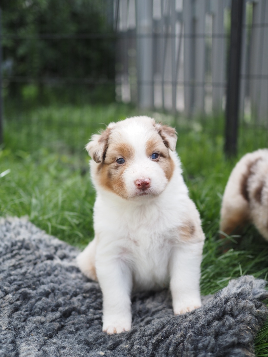 The Dark Enchantress - Chiots disponibles - Berger Australien