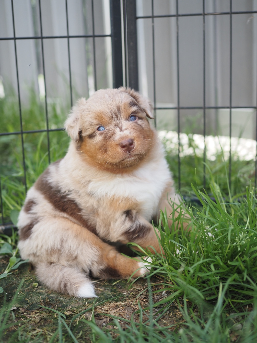 The Dark Enchantress - Chiots disponibles - Berger Australien