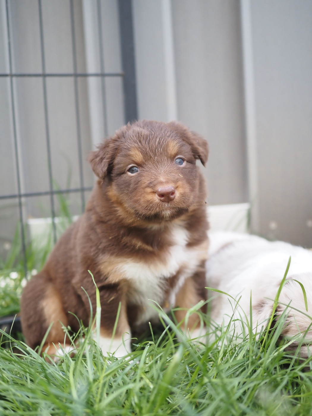 The Dark Enchantress - Chiots disponibles - Berger Australien