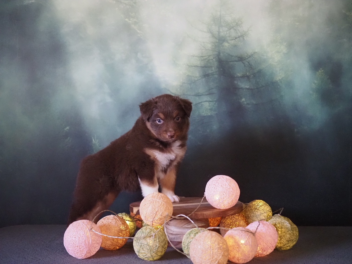 The Dark Enchantress - Chiots disponibles - Berger Australien