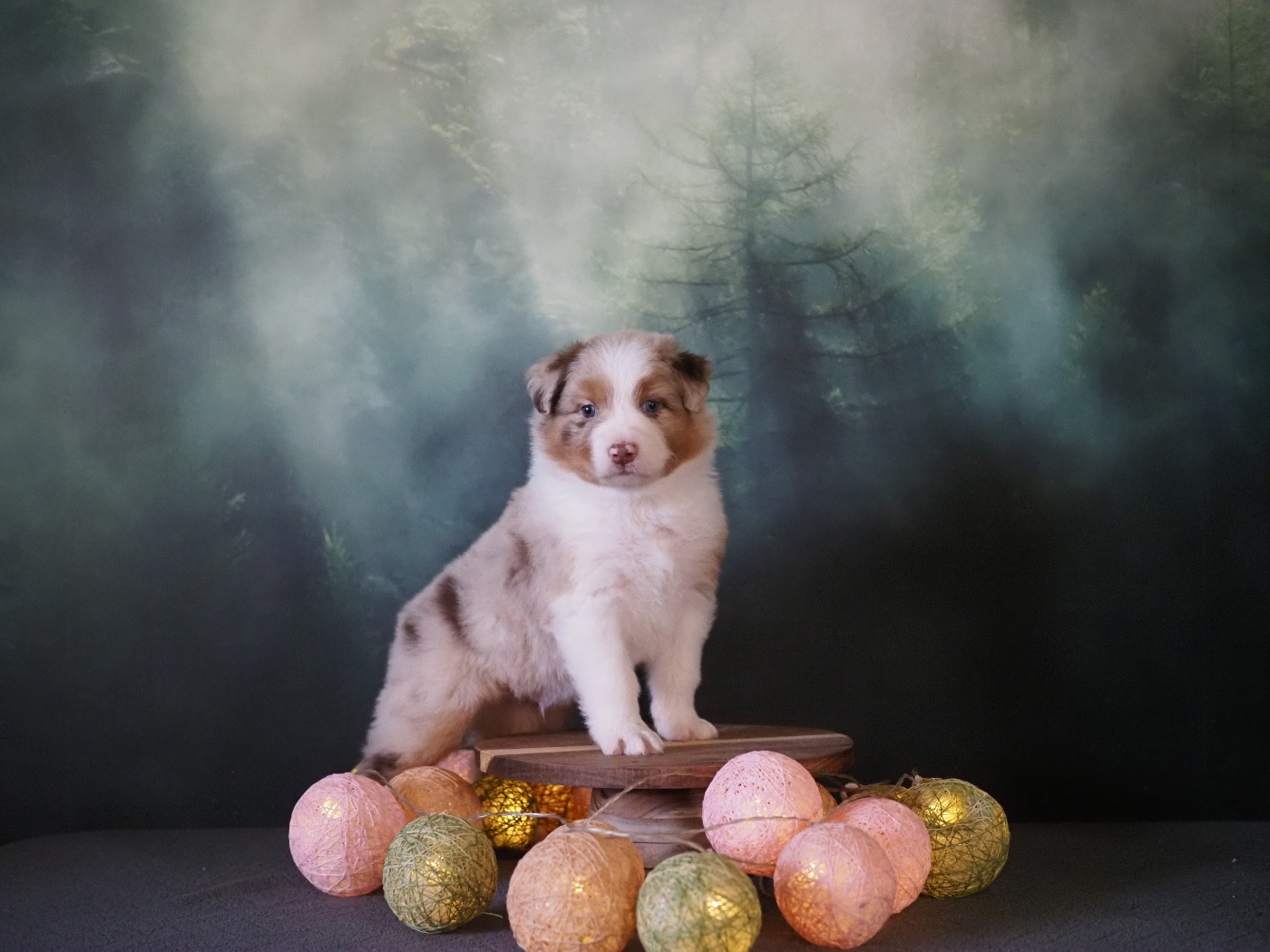 The Dark Enchantress - Chiots disponibles - Berger Australien