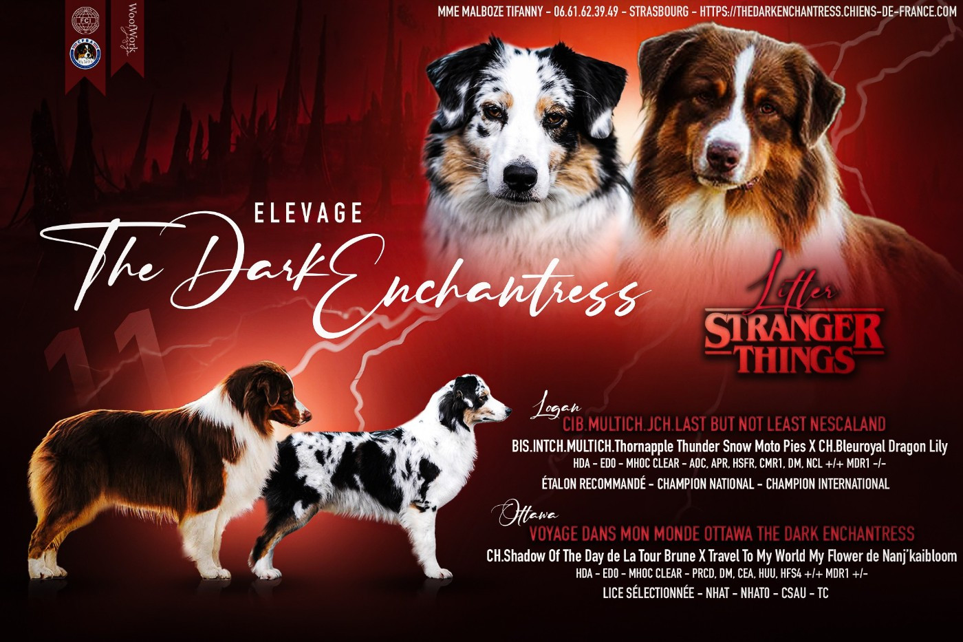 Chiot Berger Australien The Dark Enchantress