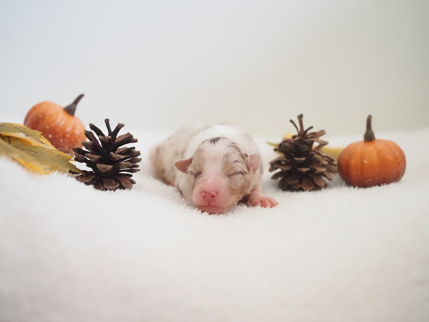 The Dark Enchantress - Chiots disponibles - Berger Australien