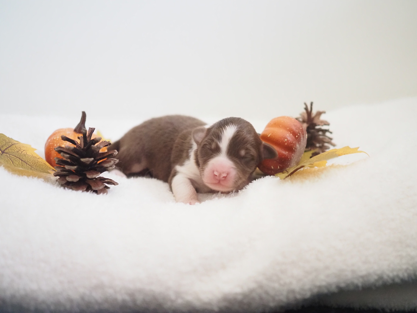 The Dark Enchantress - Chiots disponibles - Berger Australien