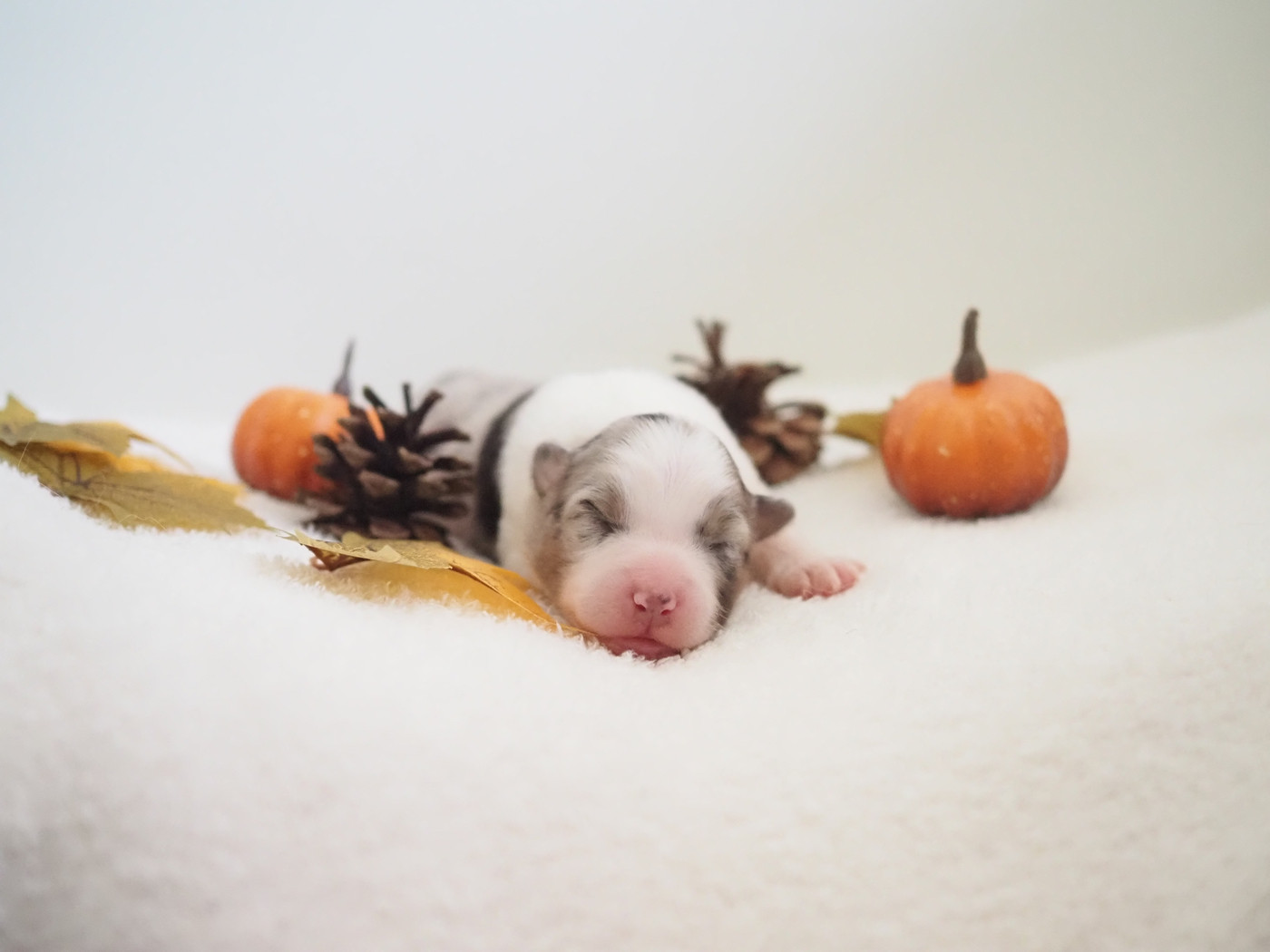 The Dark Enchantress - Chiots disponibles - Berger Australien