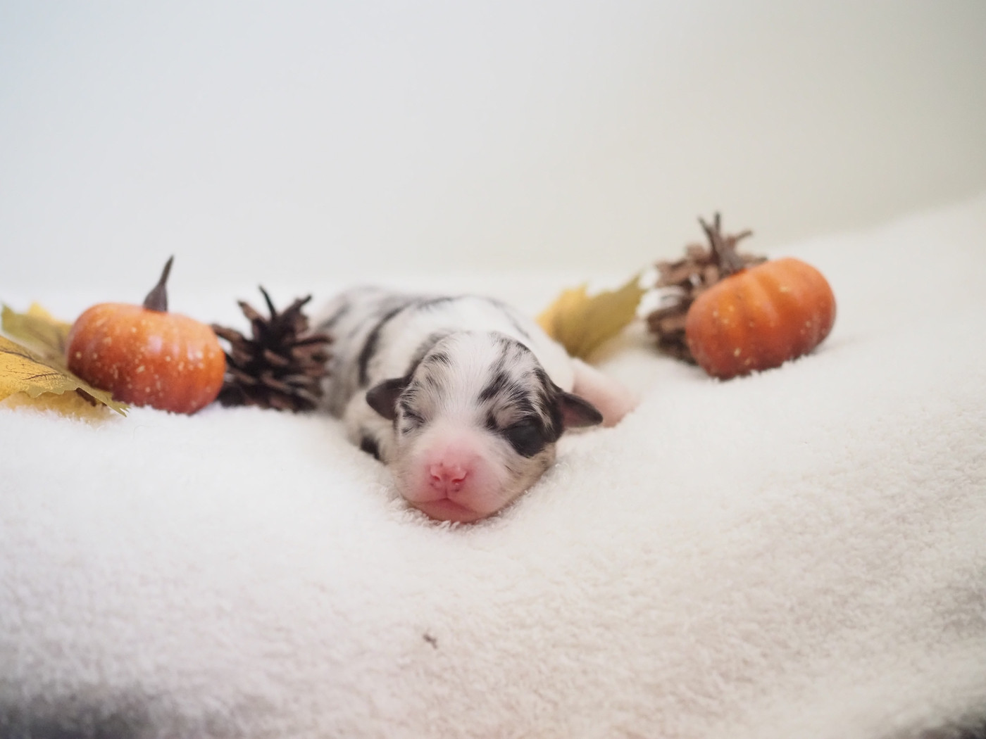 The Dark Enchantress - Chiots disponibles - Berger Australien
