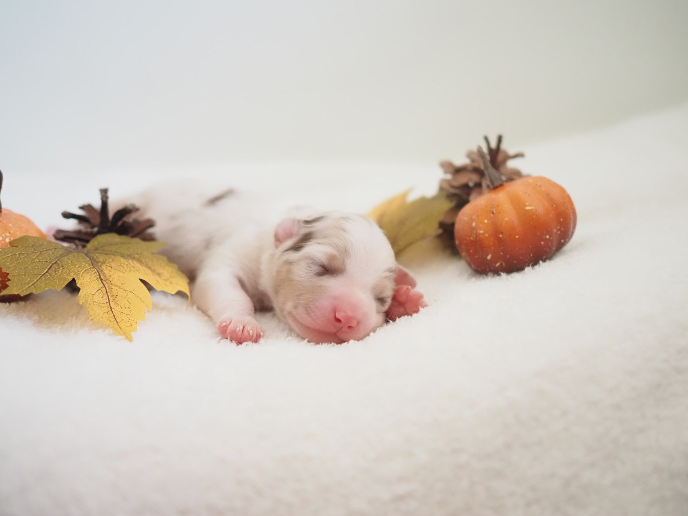 The Dark Enchantress - Chiots disponibles - Berger Australien