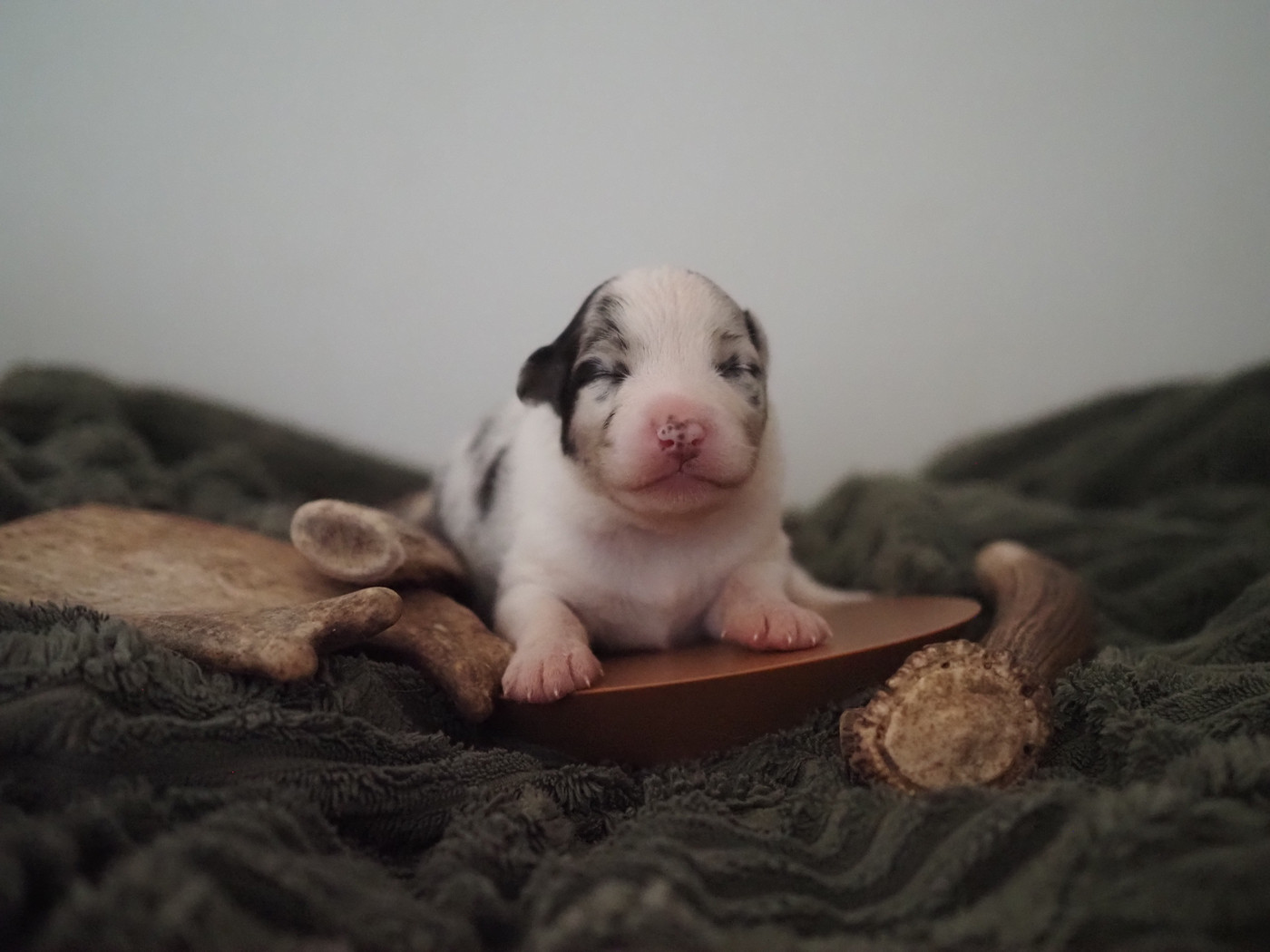 The Dark Enchantress - Chiots disponibles - Berger Australien