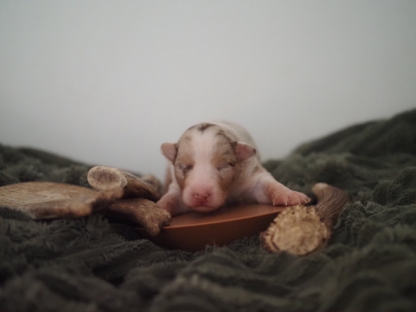 The Dark Enchantress - Chiots disponibles - Berger Australien