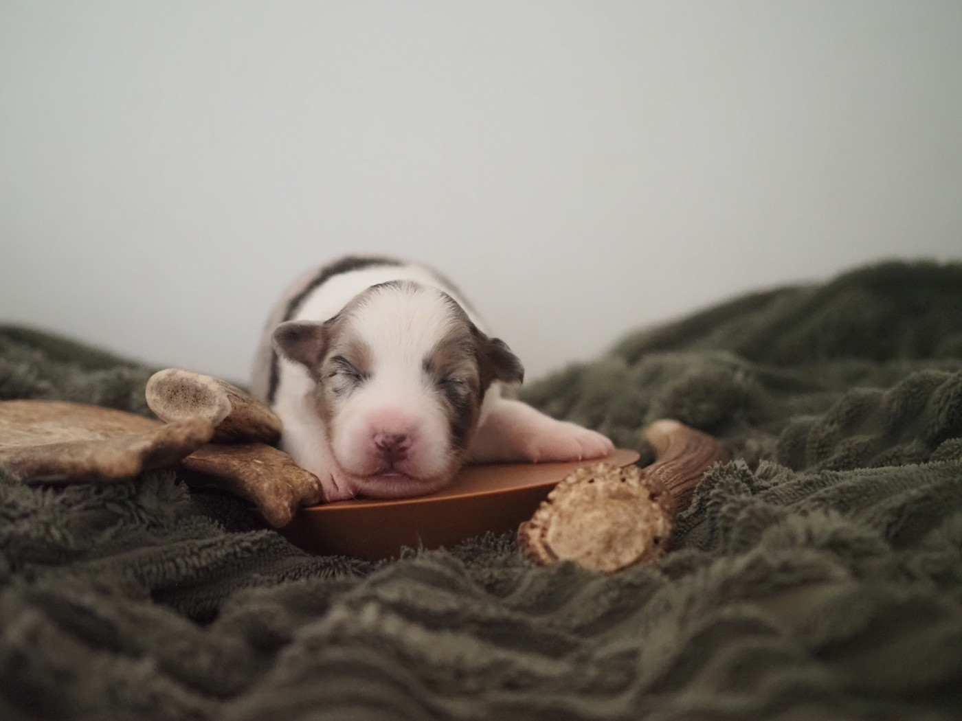 The Dark Enchantress - Chiots disponibles - Berger Australien