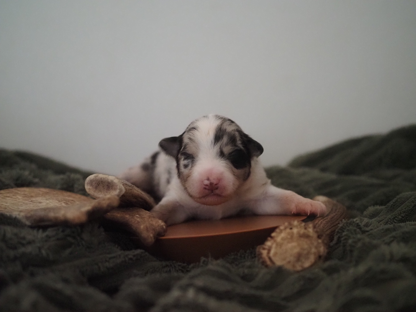 The Dark Enchantress - Chiots disponibles - Berger Australien