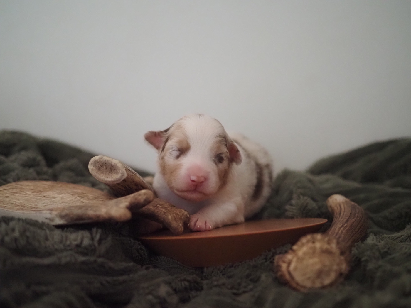 The Dark Enchantress - Chiots disponibles - Berger Australien