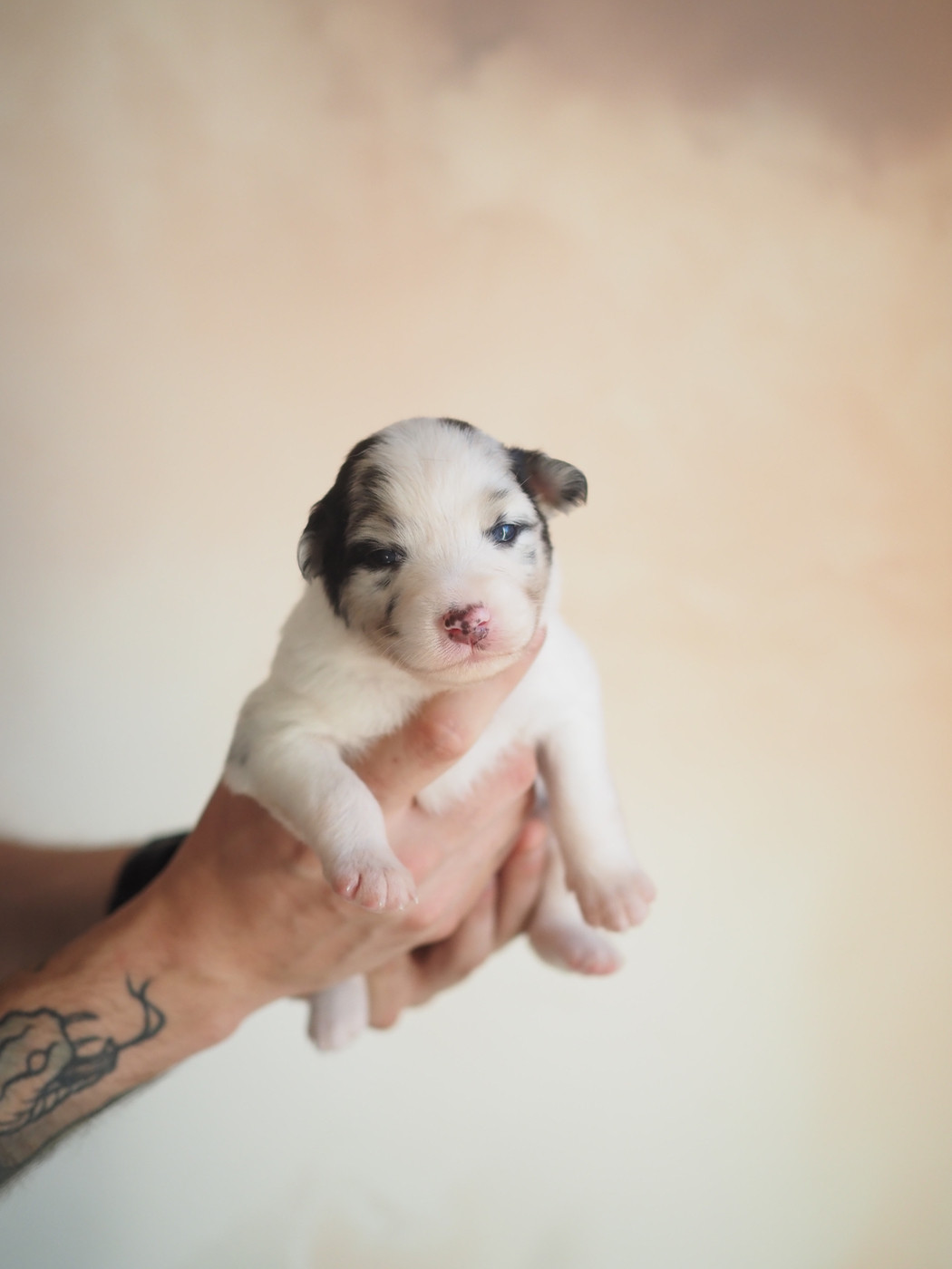 The Dark Enchantress - Chiots disponibles - Berger Australien
