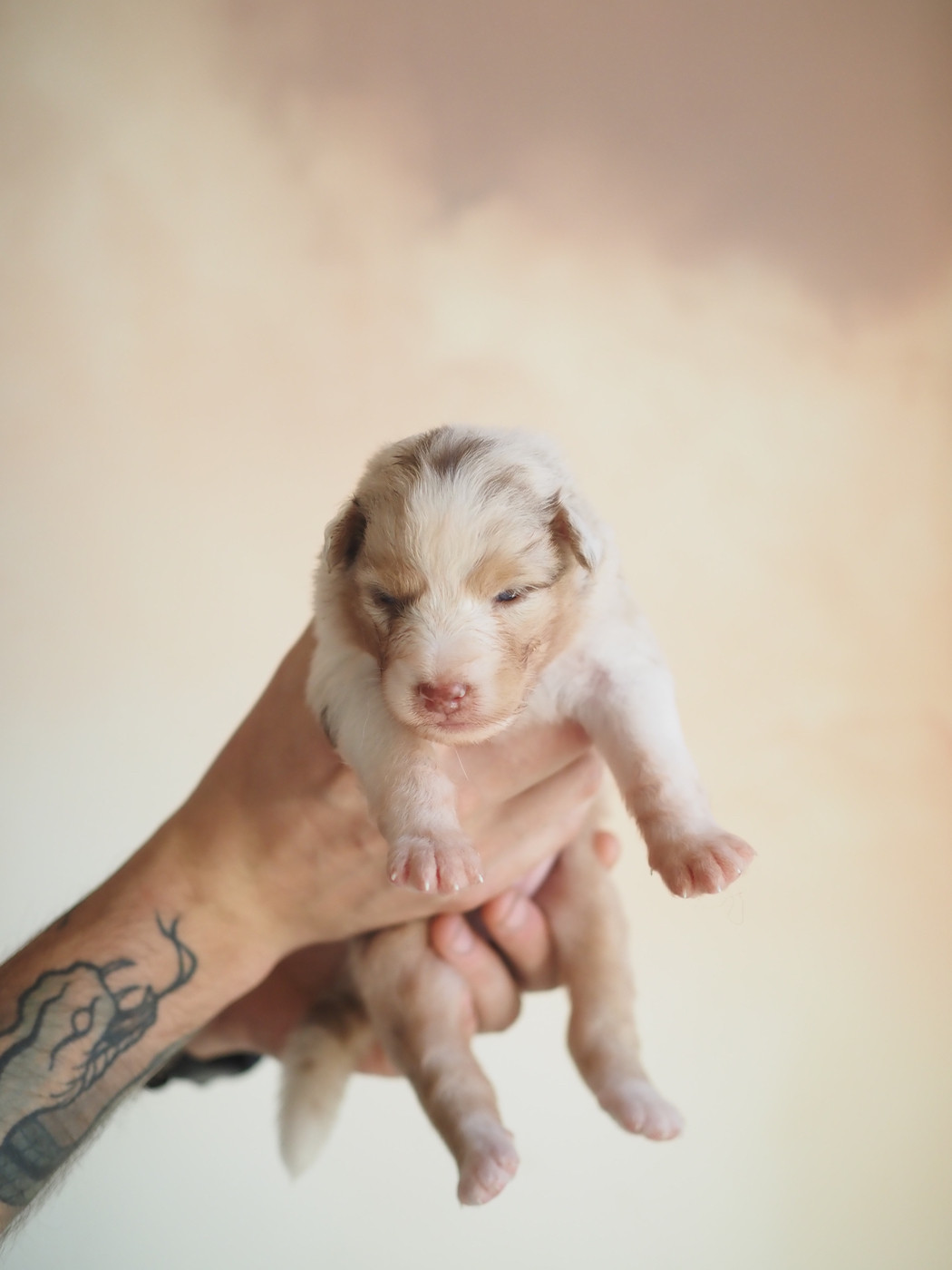 The Dark Enchantress - Chiots disponibles - Berger Australien