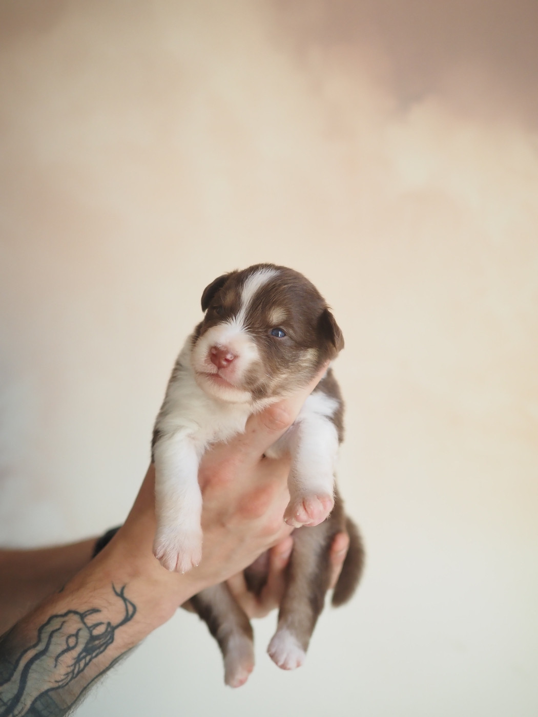 The Dark Enchantress - Chiots disponibles - Berger Australien