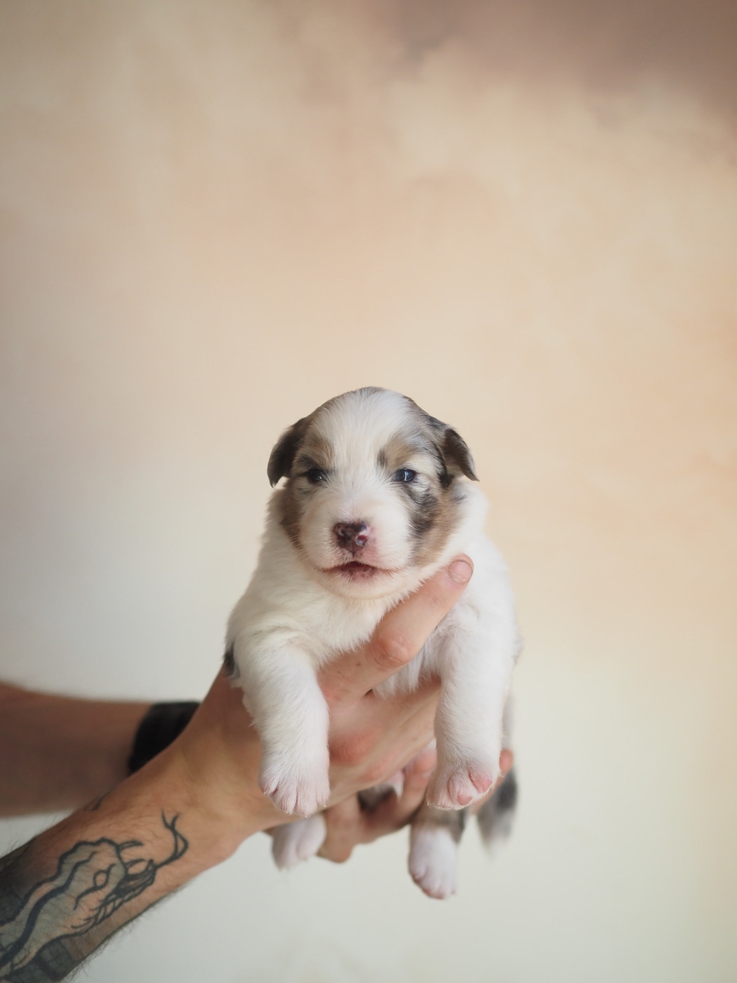 The Dark Enchantress - Chiots disponibles - Berger Australien
