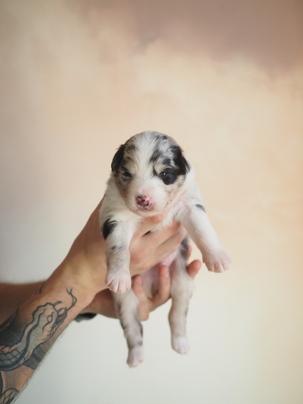 The Dark Enchantress - Chiots disponibles - Berger Australien