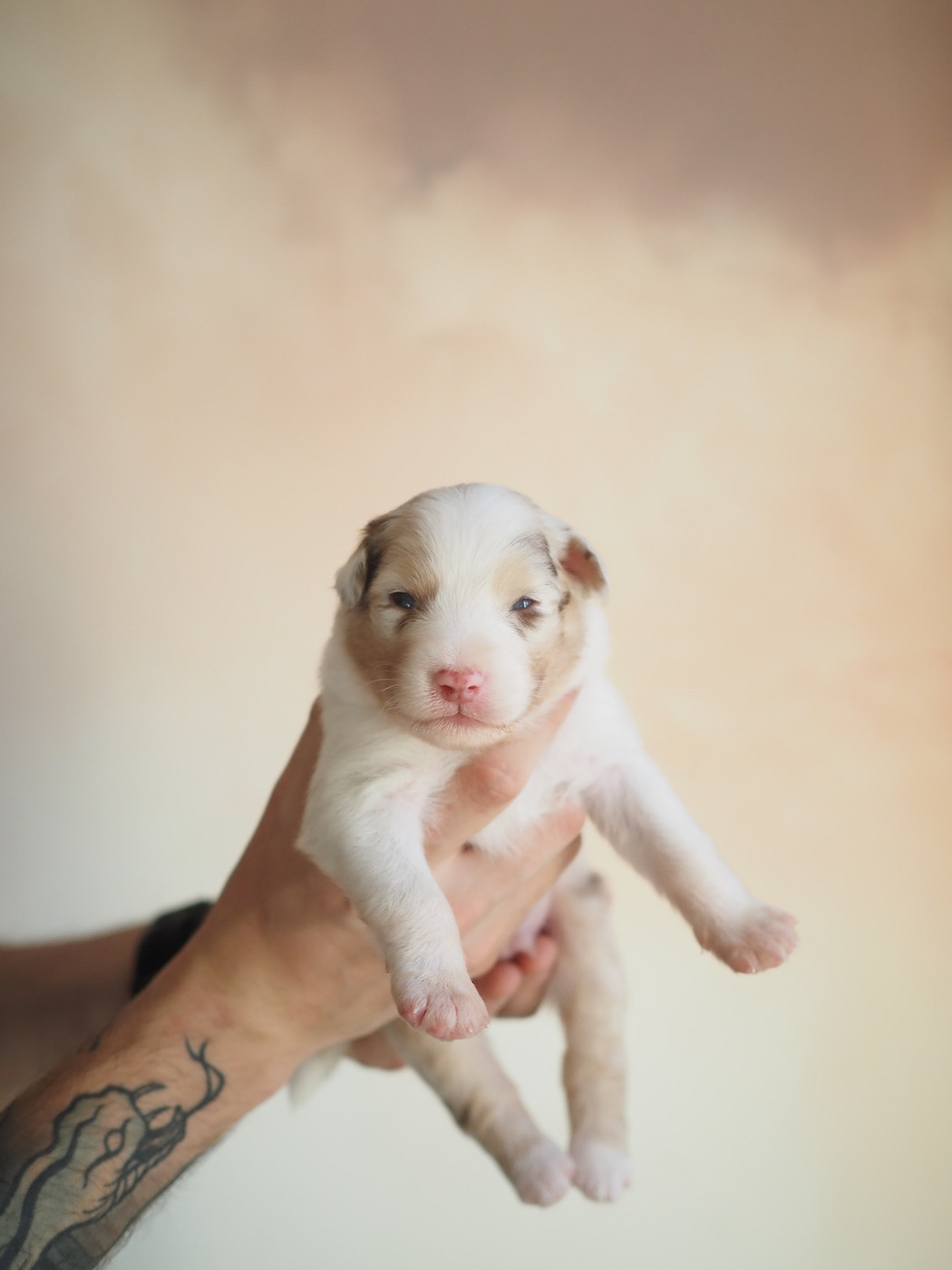 The Dark Enchantress - Chiots disponibles - Berger Australien