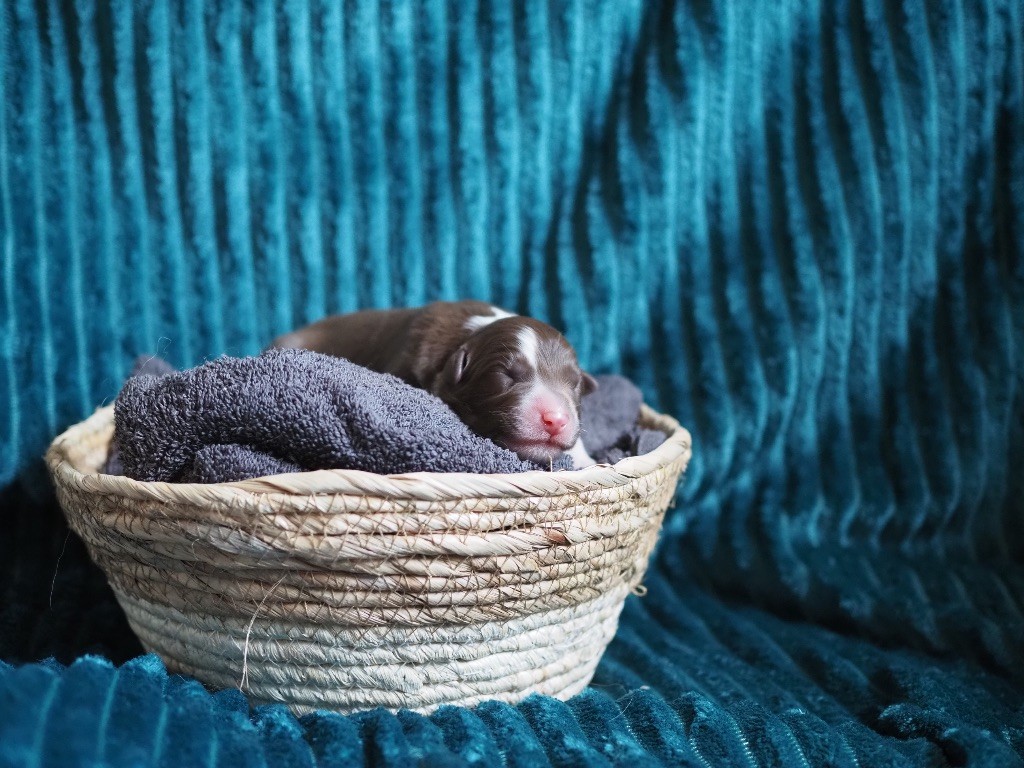 The Dark Enchantress - Chiots disponibles - Berger Australien