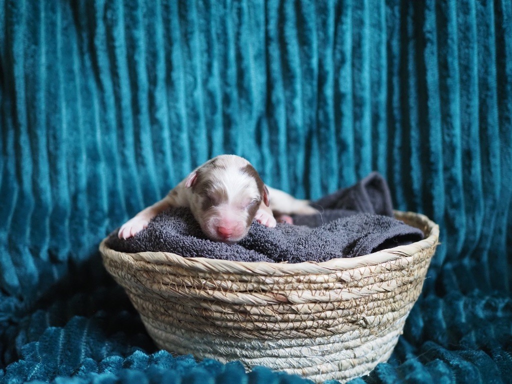 The Dark Enchantress - Chiots disponibles - Berger Australien