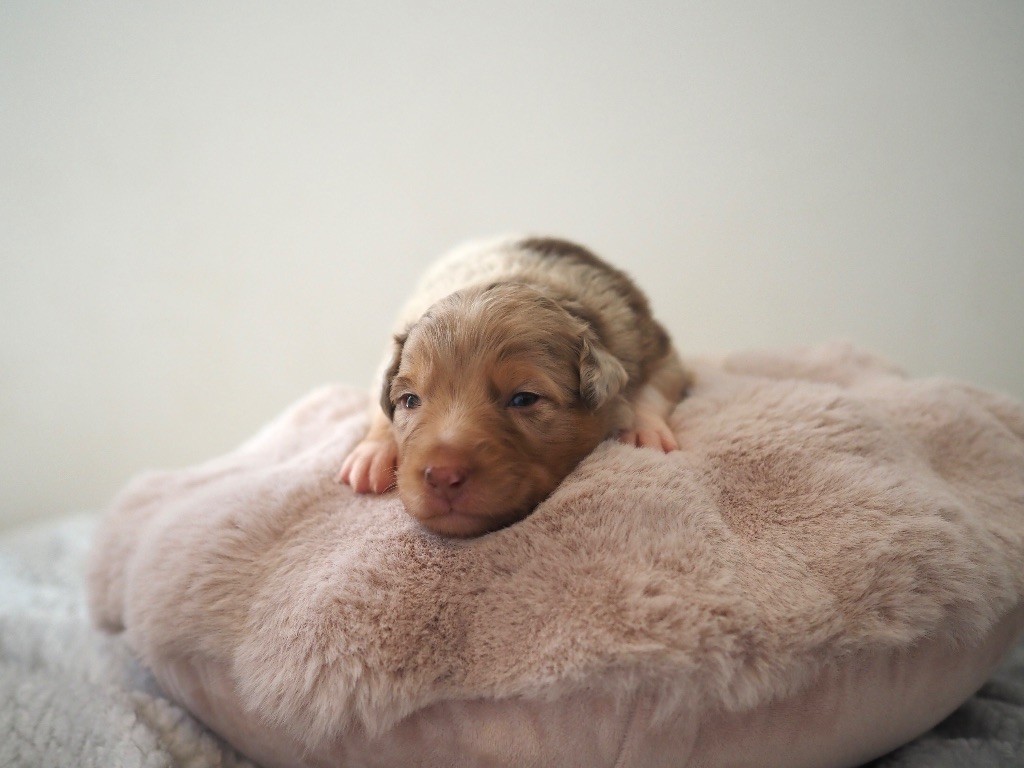 The Dark Enchantress - Chiots disponibles - Berger Australien