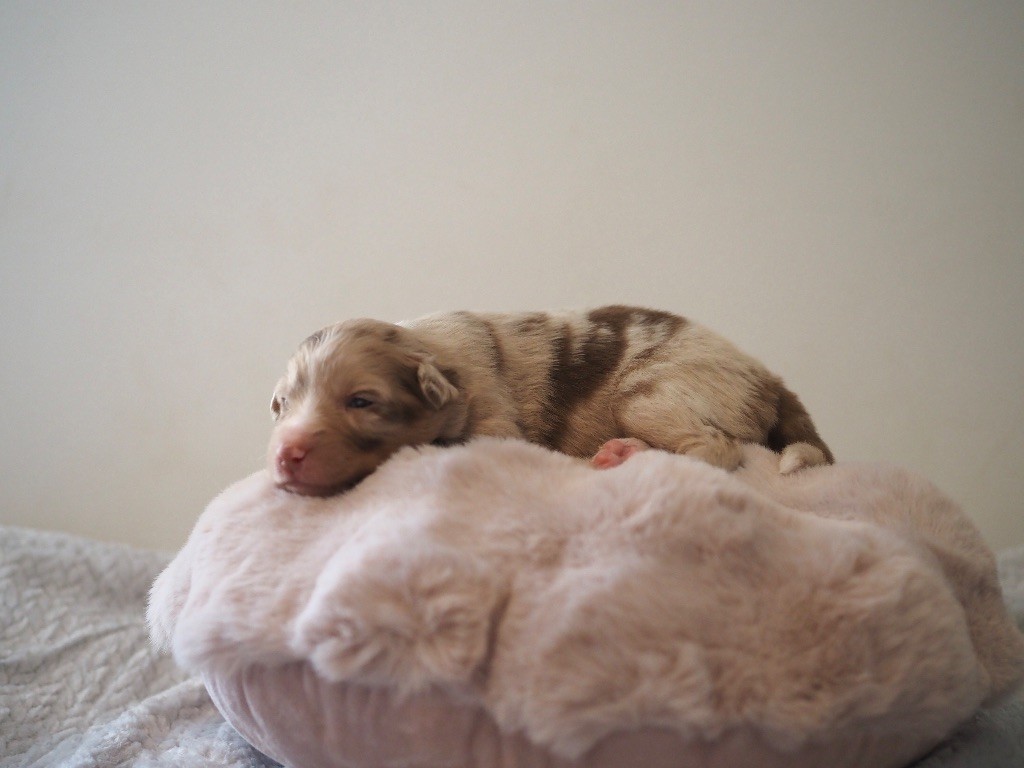 The Dark Enchantress - Chiots disponibles - Berger Australien