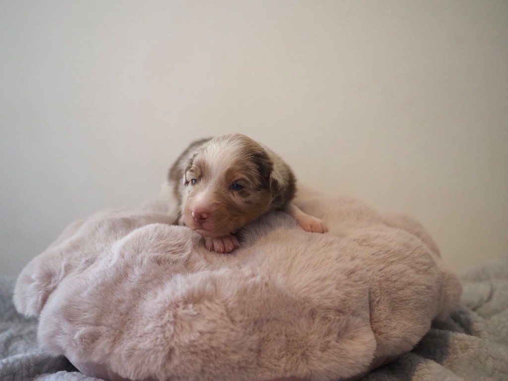 The Dark Enchantress - Chiots disponibles - Berger Australien